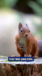 Classified as an endangered species in the UK due to the introduction of the invasive grey squirrel, they are only found in certain areas of the UK 🇬🇧 It was amazing just to sit here and watch them in the woods 🌲🌳 #redsquirrel #wildlife #woods #forest #scotland #squirrelhide #wildlifewalk #nature | Touring With The Kids