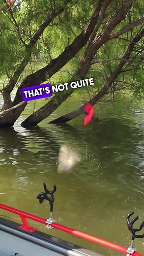 Catching catfish in the willow trees #catfish #catfishing #fishing #texasfishing #fortworth #fishtok #fisherman #fishingtiktoks #fortworthtexas @SeaArk Boats @wiskerseeker