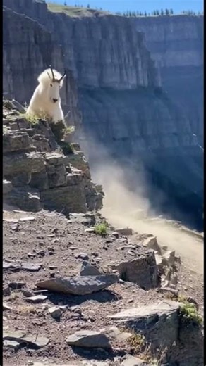Close Call on a Cliff: Mountain Goat Faces Off With Wolf