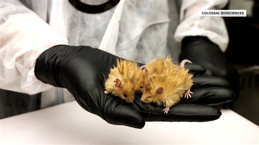 Scientists create woolly mice in next step to bring back mammoths