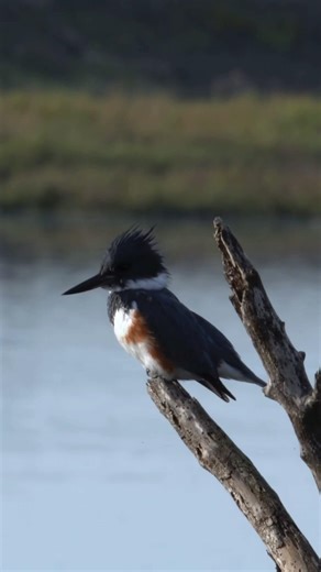 First time filming birds #wildlife #wildlifephotography #birds #nature #outdoors