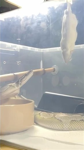 MOCHI | Lesser Axanthic VPI Royal / Ball Python | #strike #short 💚🎬 (21.10.25)