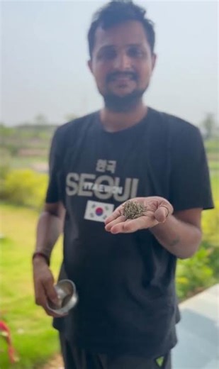 Rosemary hand harvesting #rosemary #harvesting