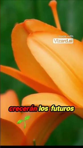 Digging Up and Preparing Lily Bulbs