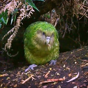 6.5K views · 108 reactions | Night parrot birds Beautifully in the nest | Review Bird Nest | Facebook