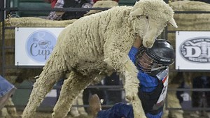 Mutton Bustin is fast, furious and incredibly popular