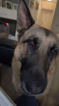 Smart German Shepherd Protects & Helps His Family 🐕❤️ | Amazing Dog Training