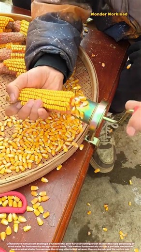 High-Efficiency Manual Corn Shelling: Portable Mechanical Hand-Cranked Threshing Techniques