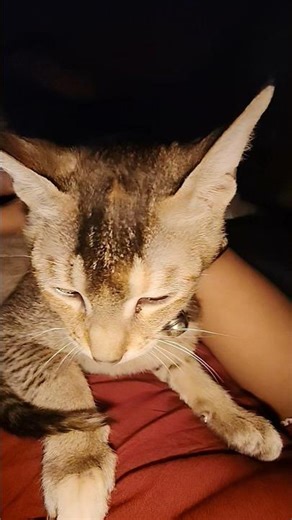 Jay bhole ki bol ke🙏🙏🙏 #cat #catshorts #catcat #petlover #pets #pet #kitten #kitty 💞🥰😽😽😽 #catsworld