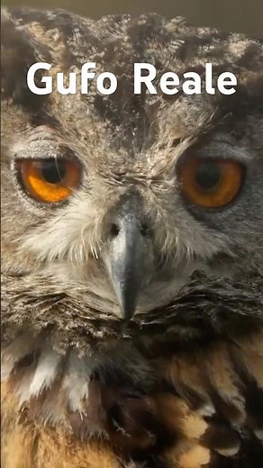 Il Maestoso Gufo Reale .Un Documentario Breve