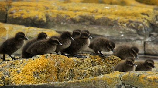 KS1 / KS2 Science: What does it take to raise a baby bird?