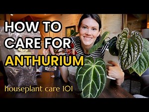 How To Care For ANTHURIUM PLANTS - Water, Lighting, Propagate, Repot, Pests - Houseplant Care 101