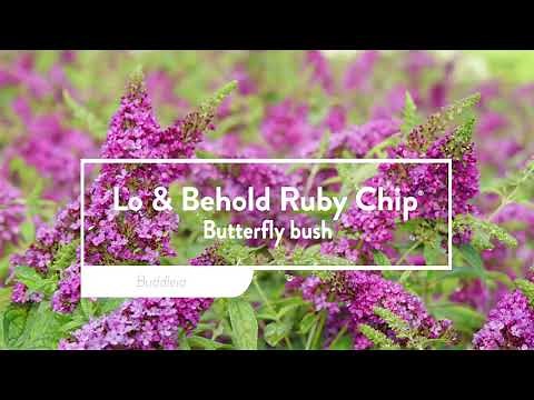 30 Seconds with Lo & Behold Ruby Chip®