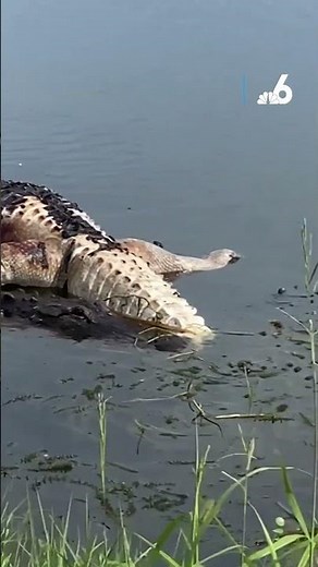 A dead alligator is dragged away by another alligator