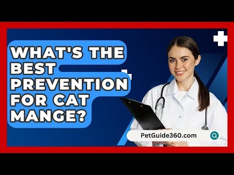 What's The Best Prevention For Cat Mange? - PetGuide360.com
