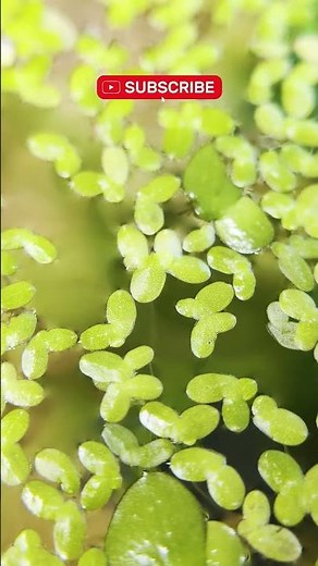 How DUCKWEED Boosts Breeding & Shrimplet Survival