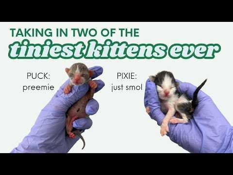We took in two of the TINIEST kittens I've ever seen!