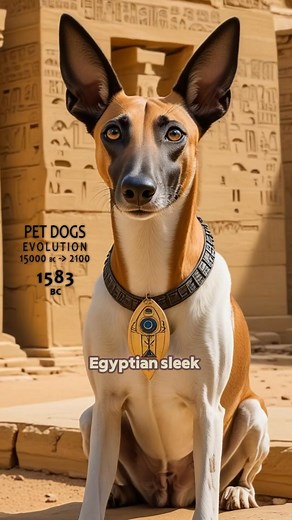 The evolution of pet dogs made by AI 🐕⏳️ #evolution #dog #history #ai | Universo AI