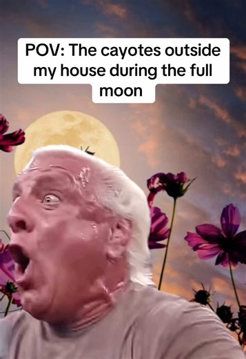 Coyotes Howling During the Full Moon