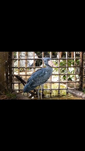 2.5K views · 268 reactions | Silent hunter.. | Shoebill Stork | Facebook