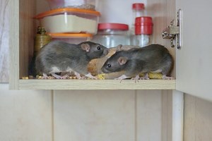 Will Rats Leave If There Is No Food?