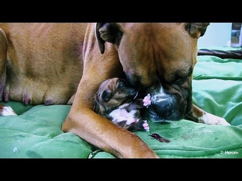 NAISSANCE DIFFICILE DE CHIOTS BOXER ❤ DIFFICULT BIRTH OF PUPPIES BOXER
