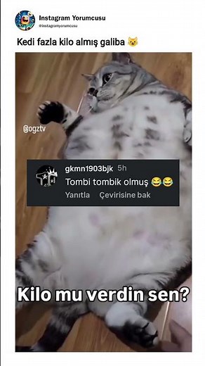 The cat seems to have gained a little weight 😺