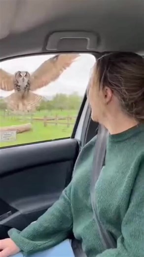 Cutest owl drops off it's adorable baby #fyp #animallover | Radiant Melody