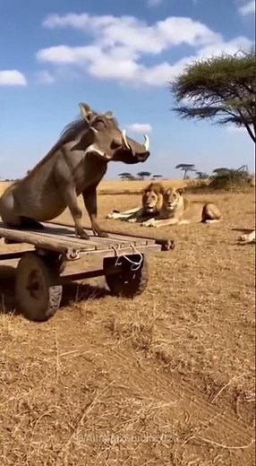 🚚🐗 “Warthog on a Wooden Truck Rolls Up to the Lions!” #wildlifeentertainment #entertaininganimals