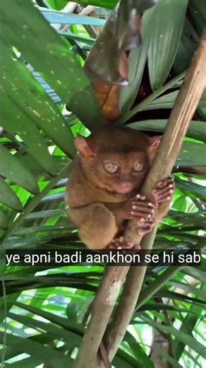 चमकीली आंखों वाला शिकारी |tasiya# wild #animal