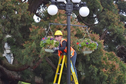 Beloved seasonal flower hanging baskets return to streets of Victoria