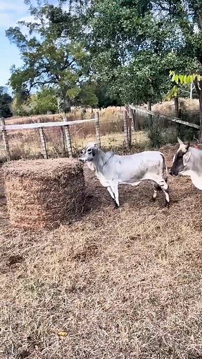 203K views · 1.5K reactions | 藍Adrenalina pura...jajaja | Wigner Flores | Facebook