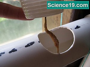 Pythium'un Yaşam Döngüsü 💫 Bilimsel Ve Popüler Multimedya Portalı. 2025