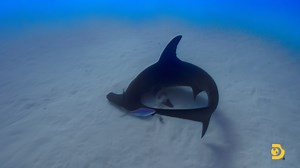 30K views · 735 reactions | Hammerhead sharks can weigh up to about 990 lb... can these recruits handle being at the bottom of the ocean, with hammerheads swimming above them? 麗 Could you?! Celebrate #SharkWeek and binge-watch every episode of Shark Academy NOW on discovery+: https://links.discoveryplus.com/SharkAcademy | Shark Week | Facebook