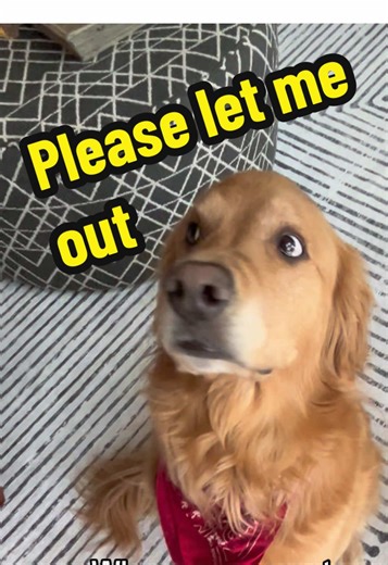 Dog Realizes It's Time to Go!