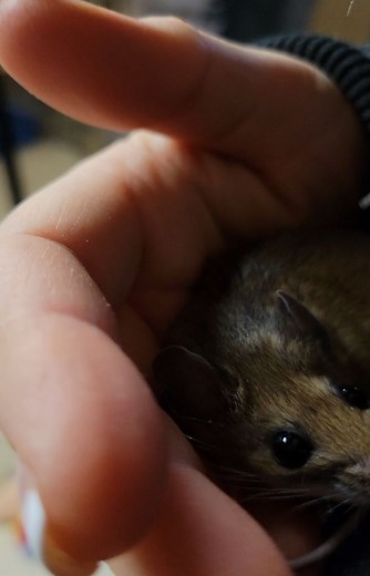 Chip & Chloe Squirrel and Wildlife Rescue on Instagram: "Morning snuggles with my girl. Harriet's curious about the phone but also a little camera shy  #harrietmouse #deermouse #petmouse #miceofinstagram #miceoffacebook #micearenice #miceofinsta #tinycreatures #cuteanimals #cuteanimalvideos"
