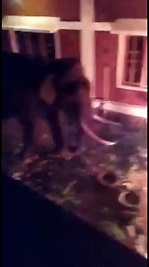 Elephant Dies as Tamil Nadu Resort Workers Throw Burning Tyre at It