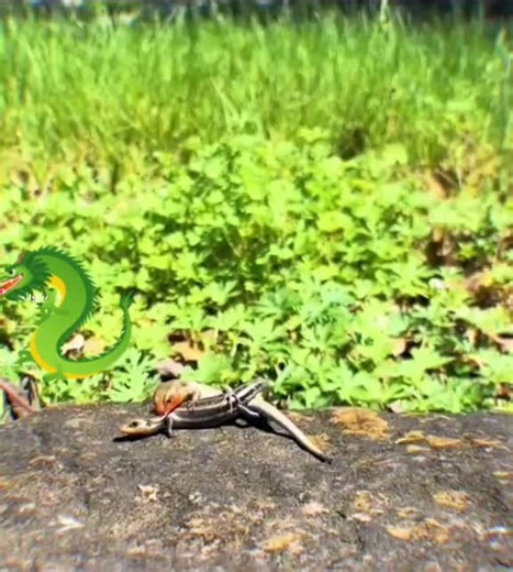 Manuel Despacito: El Original que Te Hará Reír