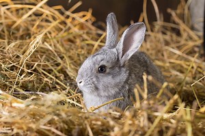 8 Best Rabbit Bedding Products - Pet Territory