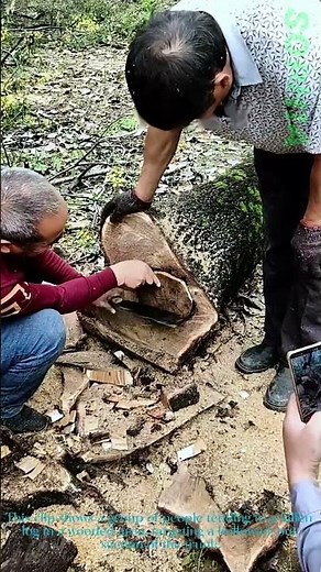 Tree Hollow Repair: Workers Patch a Log’s Cavity in the Woods