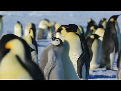 Emperor penguin colony at Antarctica 南極大陸のコウテイペンギンの群れ