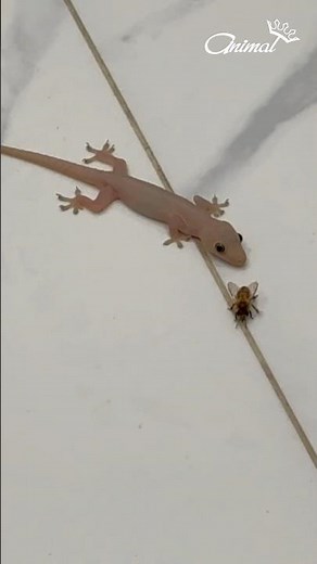 A gluttonous house lizard - house gecko #animals #Lizard #Gecko