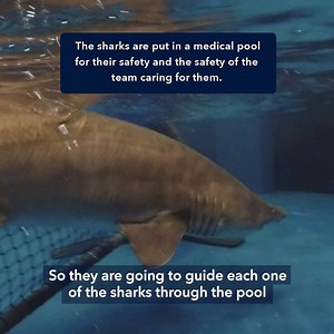 39K views · 321 reactions | Our partnership with SeaWorld and its world-renowned scientists is helping to unlock the secrets of shark reproduction. In part two of our a series on sand tiger sharks, scientists show how they get sperm samples from the animals. It’s important work that will go a long way towards ensuring the sharks can survive in the wild. | OCEARCH | Facebook