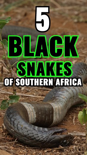 Discover the 5 Black Snakes of Southern Africa | Wildlife Exploration