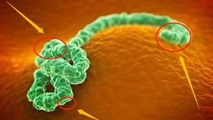 病毒如何进入人体？3D动画记录全过程，看完后大开眼界！