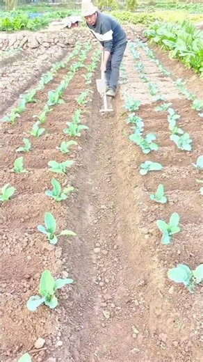 Efficient Traditional Farming Manual Hoeing for Healthy Crop Rows #popular #viralshorts