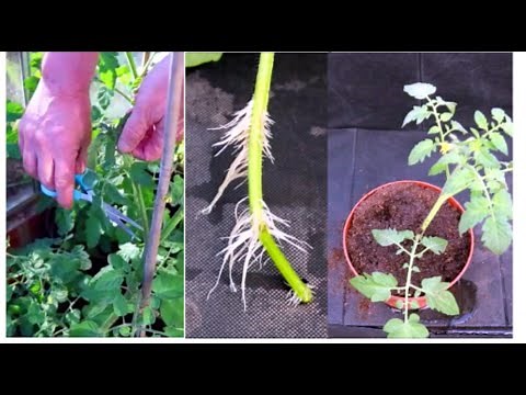 How to Grow Tomatoes from Cuttings
