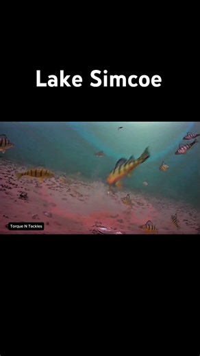 Perch fishing at Lake Simcoe