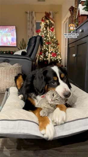 74K views · 2.3K reactions | Cuddle level: heart-melting ❄️ | Fluffy Animals | Facebook