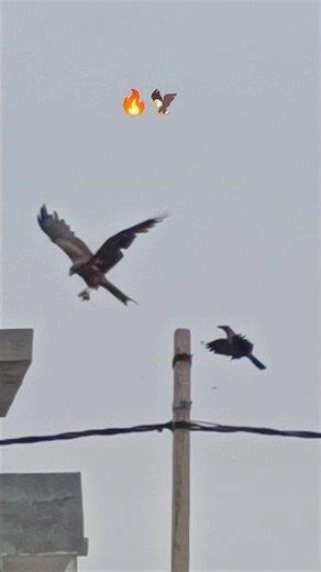 You must watch | How Sharp Eagle was?? #eagles #trendingvideo #youtubeshorts #viralshort